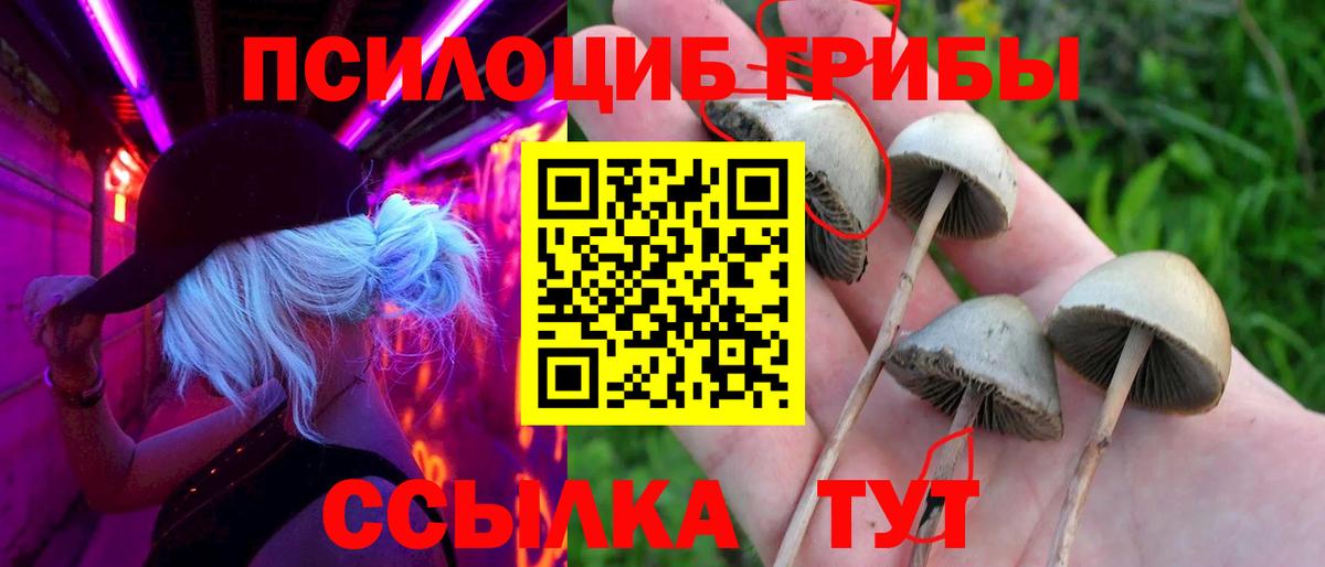 даркнет сайт  Псилоцибиновые грибы Cubensis  Вход с VPN  Галлюциногенные грибы мухоморы  Ртищево 